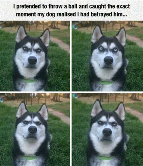 Le Angry Doggo Meme By Superilluminati Memedroid