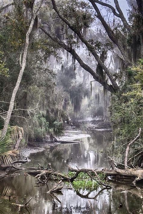 On The Bayou Louisiana Swamp Beautiful Nature Nature Pictures