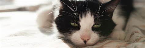 Рак кожи лечение диетой Рак у кошек: виды, симптомы, лечение Рак у кошек: виды, симптомы, лечение Рак кожи лечение диетой