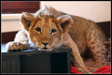 Beautiful Photos Of Lion Cubs You Must Not Miss Utterly
