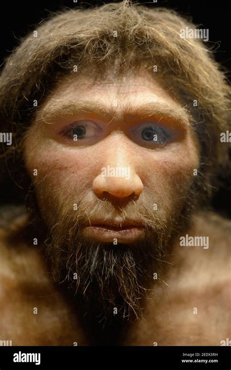 Reconstruction De Homo Heidelbergensis Alias H Sapiens