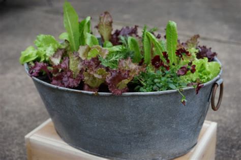 4 Things You Need To Grow Your Own Lettuce In Containers Gardenary
