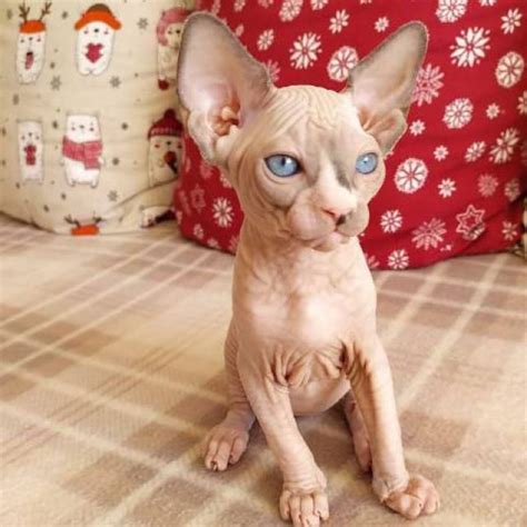 Hypoallergenic 100 Hairless Sphynx Cat New York Animal Pet