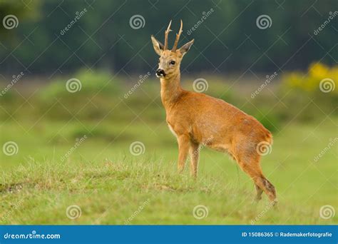 Roe Deer Buck Looking Proud Stock Image Image Of Forrest Looking