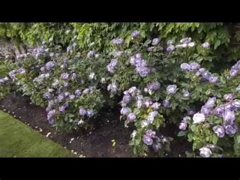 A neat bushy habit makes rose 'blue for you' easy to care for and a lovely addition to mixed borders. Rose Blue for you Pejamblu - YouTube