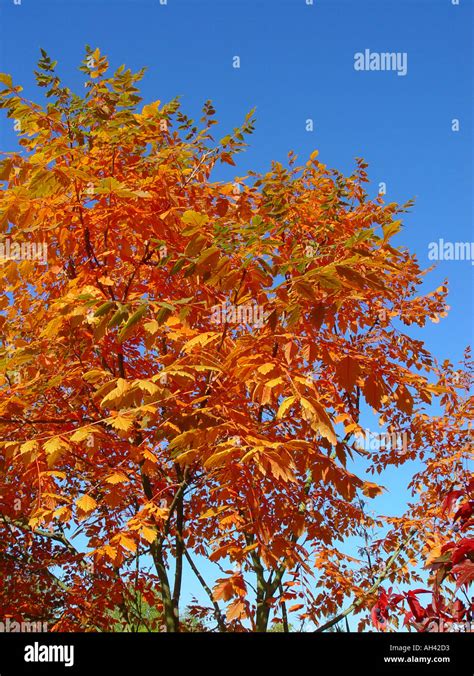 Koelreuteria Paniculata Autumn Fall Foliage Against Blue Sky Stock