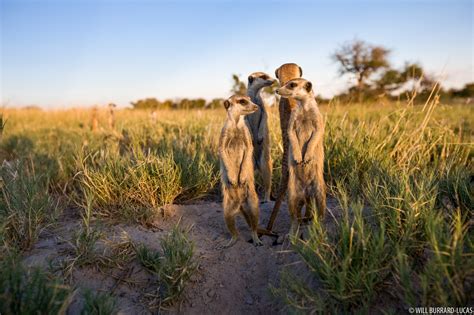 African Meerkats Will Burrard Lucas