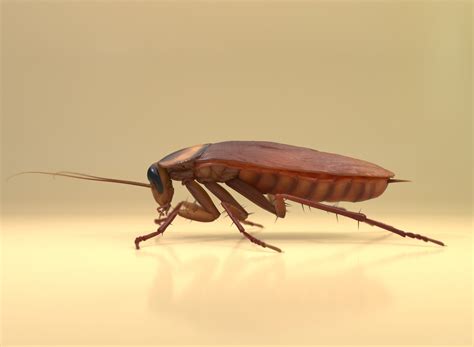 Artstation Cockroach