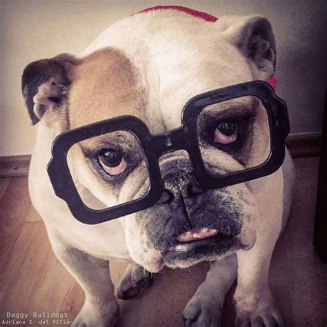 They Say Glasses Make You Look Smart 🤓 Baggy Bulldogs Bulldog