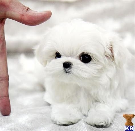 I Want This Puppy Too Cute Baby Dogs Teacup Maltese