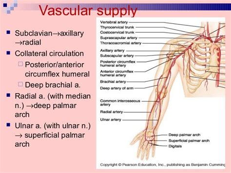 Blood Supply And Innervation Of Upper Limb