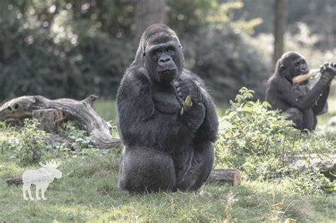 What Do Gorillas Eat And Drink — Forest Wildlife