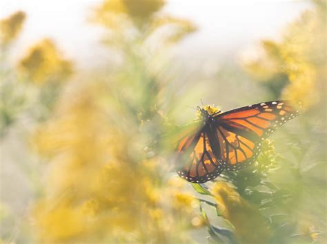 Monarch Butterfly Catching Some Sun Smithsonian Photo Contest