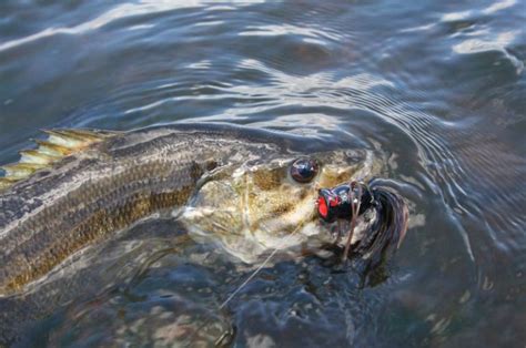 When Do Smallmouth Bass Spawn Season And Times Revealed