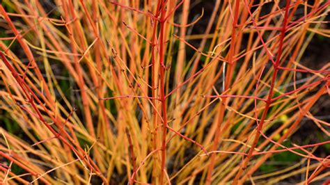 Red Twig Dogwood Plant Care And Growing Tips Gardeningetc