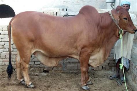 Sahiwal Bull Manufacturer And Exporters From Karnal India Id 1295409