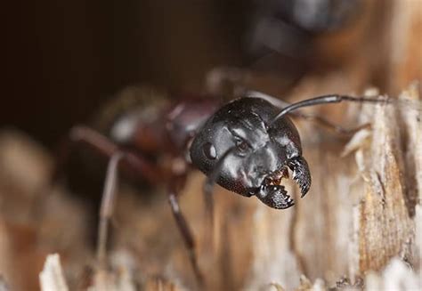 Check spelling or type a new query. Tips To Avoiding Carpenter Ants | Parkway Pest Services