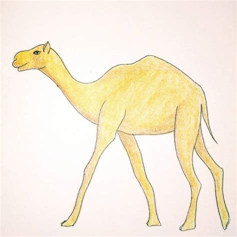 Aggregate Camel Sketch Colour Best In Eteachers