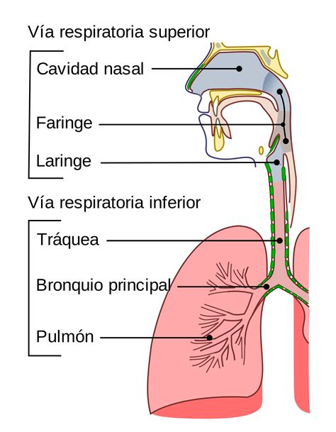 Sistema Respiratorio Mapa Conceptual Del Aparato Respiratorio Png
