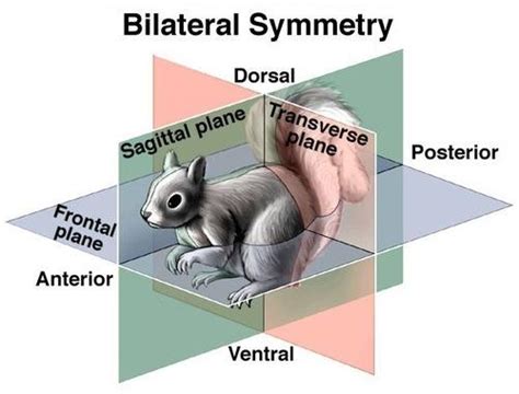 Sagittal Plane Definition And Examples Biology Online Dictionary