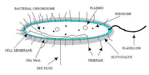 Color A Typical Prokaryotic Cell