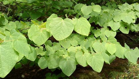 Five Perennials With Heart Shaped Leaves