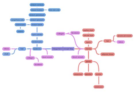 Integument Concept Map Coggle Diagram