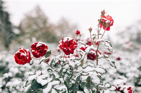 Premium Photo Red Roses Bushes Covered With Snow At A Winter Park