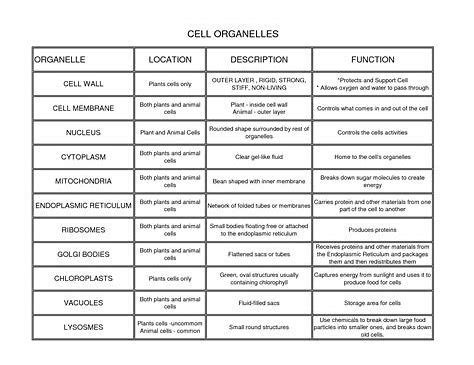 Mitochondria are the major sites of adenosine triphosphate (atp) production within cells. Image result for Cell Organelles and Their Functions Chart ...