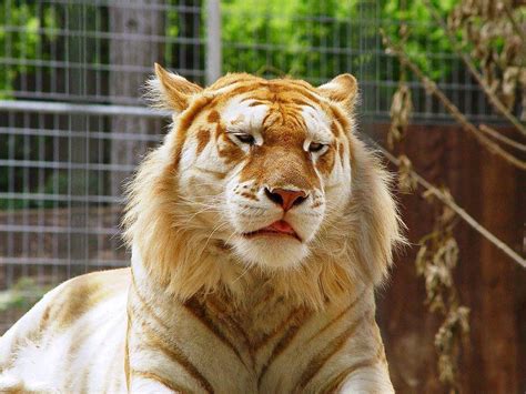 Mutated Lion Tiger Gold Tiger Rare Animals Beautiful Creatures