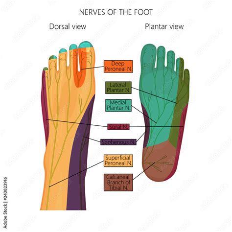 Vector Illustration Diagram Of The Nerves And Cutaneous Innervation Of The Human Foot With