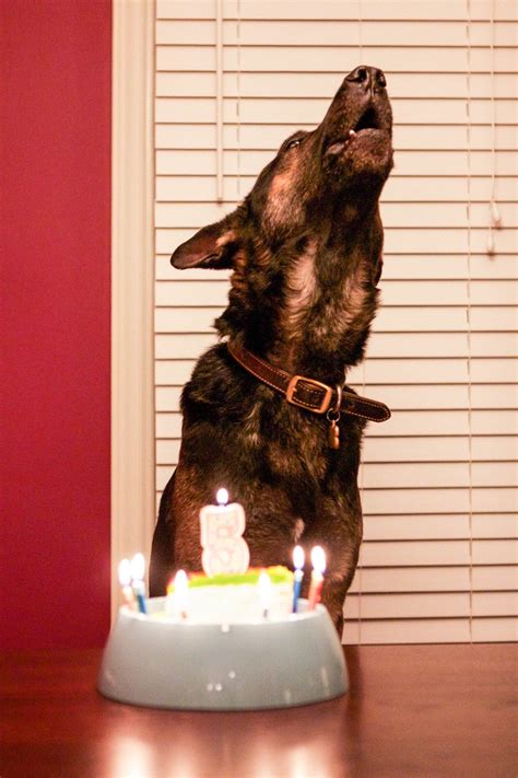 German Shepherd I Love Dogs Puppy Love Happy Birthday To Us Birthday