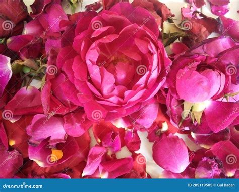 Pink Rose Flower Gulab Ka Phool Fresh Stock Image Image Of Rose