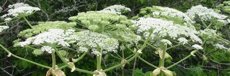 Giant Hogweed Toxicity Warning Hogweed Plant Giant