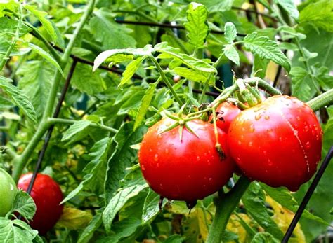 Como Plantar Tomates Muy Facil La Huerta De Ivan