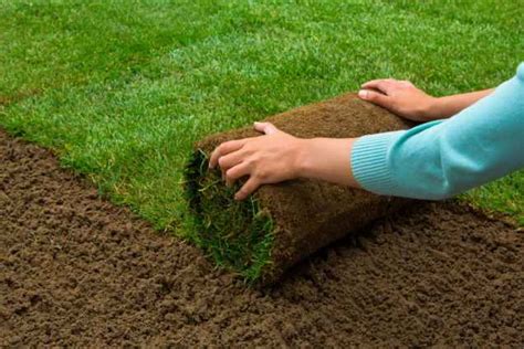 How Often To Water Sod What You Should Know