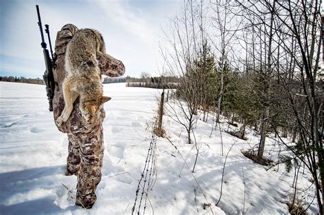 How To Hunt Coyotes Crash Course In Coyote Hunting Across The Country