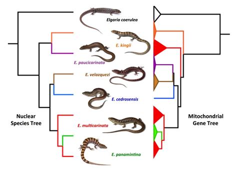 Species New To Science Herpetology • 2017 Multilocus Phylogeny Of