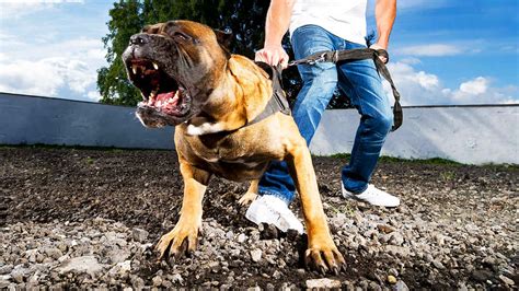 Top 10 Most Dangerous Dogs In The World Most Vicious Breeds