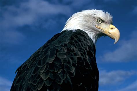 Bald Eagle Free Stock Photo Public Domain Pictures