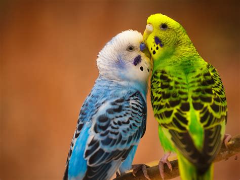 Wallpaper Two Parrots Blue And Green Feathers 1920x1200 Hd Picture Image