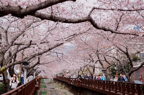 Where To Go For The Most Beautiful Cherry Blossoms In South Korea