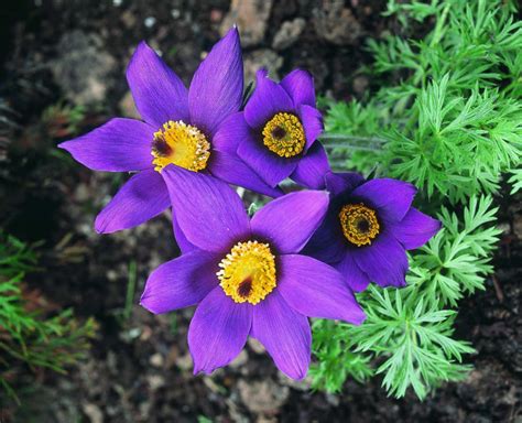 All About Pulsatilla Claire Gardener Homeopathy
