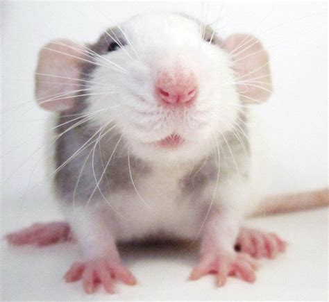 Alaskan Litter Cute Rats Pet Rats Baby Rats