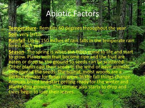 Temperate Forest Abiotic Factors Braineds