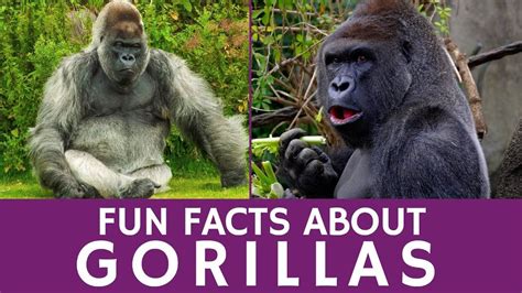 Interesting Facts About Gorillas For Kids And Apes Video For School