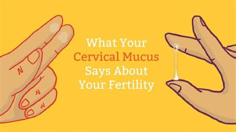 What Does Your Cervical Mucus Say About Your Fertility A Lot Actually