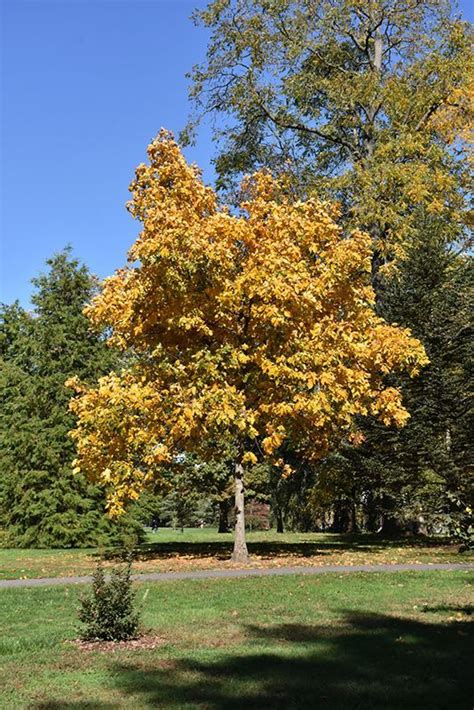 Hickory Tree Glen Echo Caledon Plant Database Ontario Country