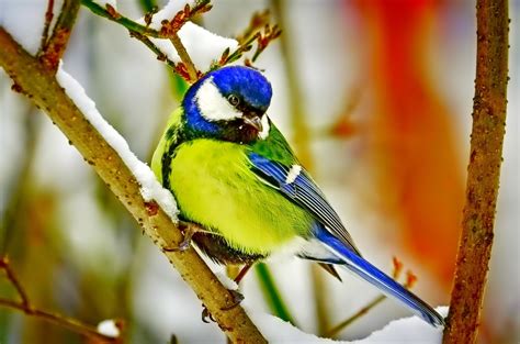 Birds Macro Snow Wallpapers Hd Desktop And Mobile