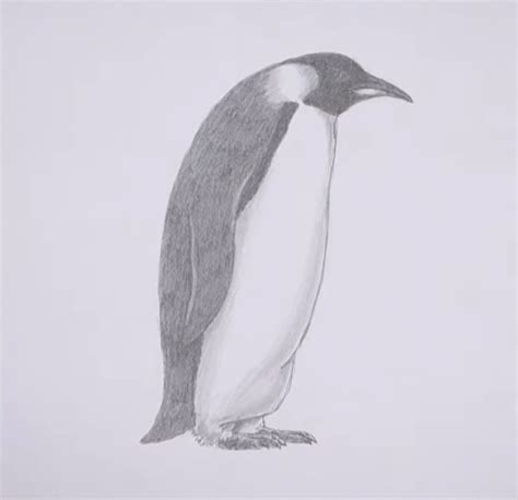 How To Draw A Penguin 10 Easy Drawing Projects